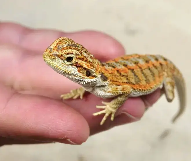 Bearded Dragon for Sale - Citrus Bearded Dragon