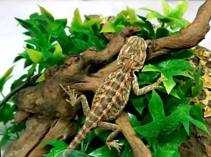 Bearded Dragon for Sale - Fancy Bearded Dragon