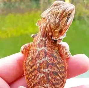 Bearded Dragon for Sale - Inferno Bearded Dragon