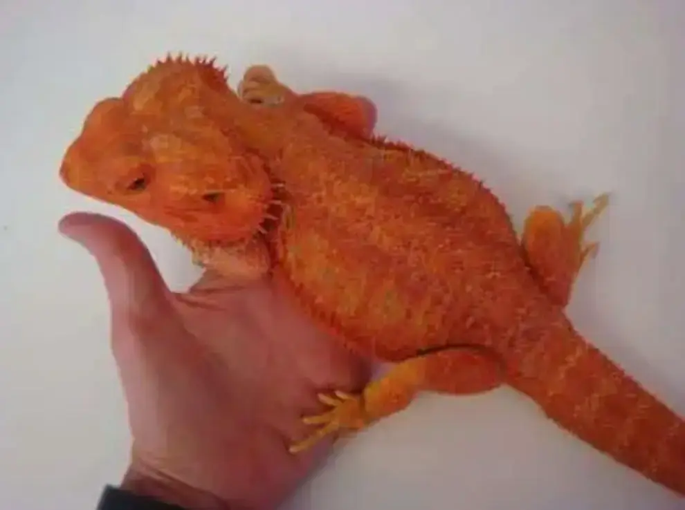 Bearded Dragon for Sale - Red Bearded Dragon